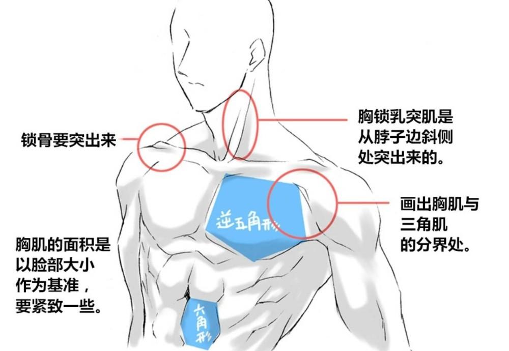 肌肉怎么画的教程的图片